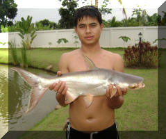 Somchai with Big Catfish