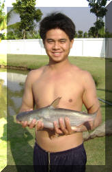 Somchai with Catfish